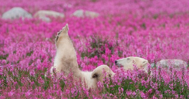 Những chú gấu trắng đáng yêu giữa cánh đồng hoa tuyệt đẹp